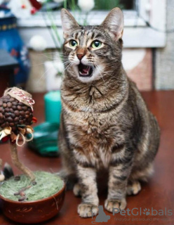 Photos supplémentaires: Beau chat aux yeux verts Karpusha entre de bonnes mains