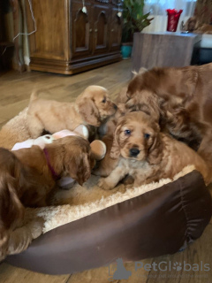 Photos supplémentaires: Champion Cocker Spaniel Américain Chiots à vendre