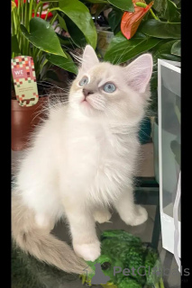 Photo №1. ragdoll - à vendre en ville de Brême | négocié | Annonce № 154288