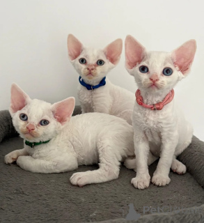 Photo №1. devon rex - à vendre en ville de Bondorf | 350€ | Annonce № 174535