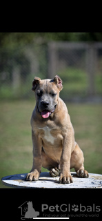 Photo №2 de l'annonce № 119870 de la vente cane corso - acheter à Serbie 