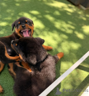 Photo №4. Je vais vendre rottweiler en ville de Aalen. annonce privée - prix - 380€