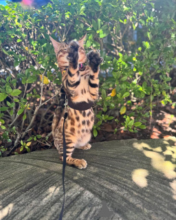 Photo №1. bengal - à vendre en ville de Zéro | 750€ | Annonce № 152742