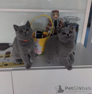 Photo №2 de l'annonce № 108590 de la vente british shorthair - acheter à Allemagne annonce privée, de la fourrière, de l'abri, éleveur