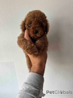 Photo №3. Caniche naine rouge et abricot. Serbie