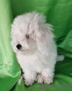 Photo №2 de l'annonce № 70835 de la vente bichon à poil frisé - acheter à Serbie éleveur