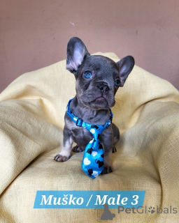 Photo №3. Chiots bouledogue français aux couleurs exotiques. Serbie