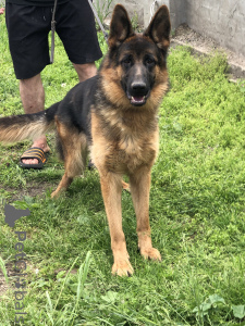 Photo №1. berger allemand - à vendre en ville de Srbobran | 350€ | Annonce №139198