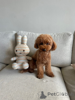 Photo №2 de l'annonce № 173330 de la vente caniche (jouet) - acheter à Allemagne annonce privée