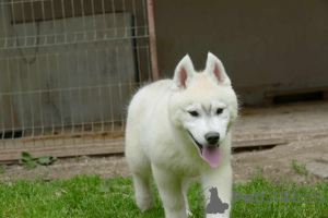 Photos supplémentaires: husky sibérien BEAU chien