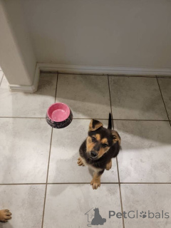 Photo №2 de l'annonce № 142267 de la vente berger allemand - acheter à USA 