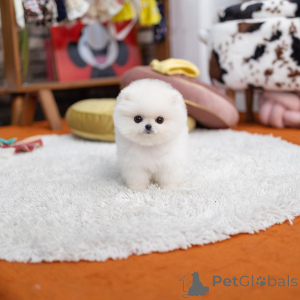 Photo №3. Adorable chiot maltais à la recherche d'un foyer aimant ! Ludique, doux et. Hong Kong