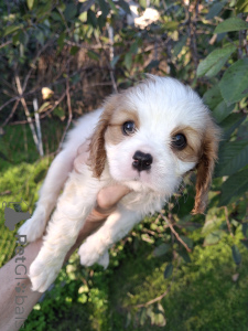 Photos supplémentaires: Chiots Cavalier King Charles Spaniel idéaux.