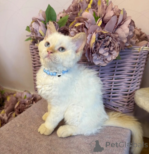 Photo №1. selkirk rex à poil ras - à vendre en ville de Giesen | 350€ | Annonce № 173926