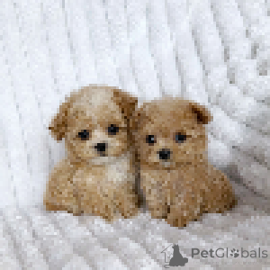 Photo №4. Je vais vendre maltipu en ville de Dnipro. de la fourrière, éleveur - prix - 2422€