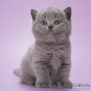 Photo №2 de l'annonce № 116702 de la vente british shorthair - acheter à Belgique 