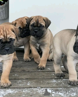 Photo №2 de l'annonce № 138947 de la vente boxer - acheter à USA annonce privée, éleveur