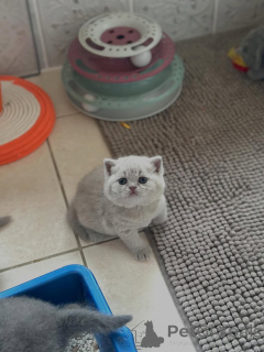 Photo №2 de l'annonce № 160068 de la vente british shorthair - acheter à Italie annonce privée