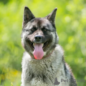 Photos supplémentaires: L'incroyable chien Nori est à la recherche d'un foyer !