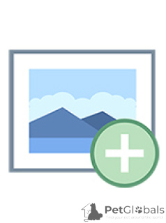 Photo №3. Chatons bengaux mâles et femelles à vendre. Fédération de Russie