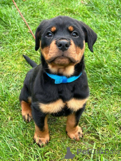 Photo №3. Des chiots Rottweiler incroyables, ce sont des Rottweilers absolument. Allemagne