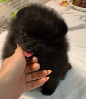 Photo №3. À vendre. Fédération de Russie