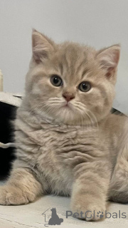 Photo №4. Je vais vendre british shorthair en ville de Varsovie. annonce privée, éleveur - prix - 523€