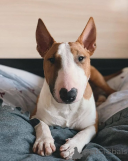 Photo №1. bull terrier - à vendre en ville de Aizlingen | 500€ | Annonce №157042