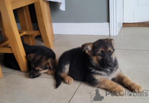 Photo №4. Je vais vendre berger allemand en ville de Benfica. annonce privée - prix - négocié