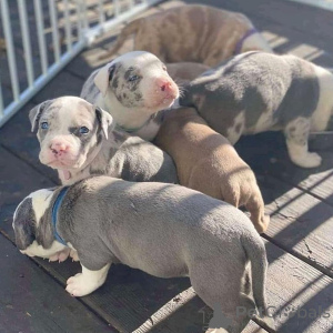 Photo №2 de l'annonce № 135754 de la vente american pit bull terrier - acheter à La finlande annonce privée, de l'abri