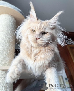 Photo №1. maine coon - à vendre en ville de Berlin | 300€ | Annonce № 102669