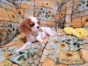 Photo №2 de l'annonce № 172150 de la vente cavalier king charles spaniel - acheter à Georgia 
