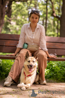Photo №3. Peppy cherche une maison. Et il l'attend de tout son cœur.. Fédération de Russie