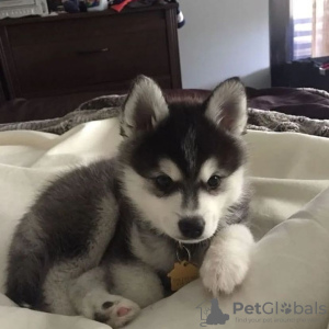 Photo №1. husky de sibérie - à vendre en ville de Plonger | négocié | Annonce №77776