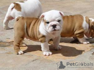 Photo №1. bulldog anglais - à vendre en ville de Prague | 284€ | Annonce №111201