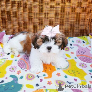 Photo №1. lhassa apso - à vendre en ville de Manama | négocié | Annonce №169875