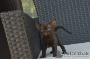 Photo №3. Chatons Devon Rex avec pedigree disponibles à la vente dans des maisons de. Espagne