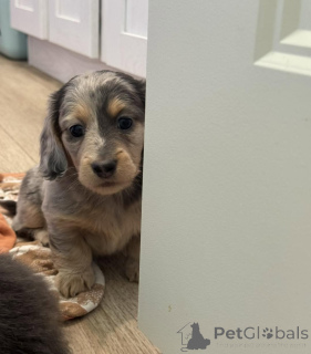 Photo №4. Je vais vendre teckel en ville de Berlin. éleveur - prix - négocié