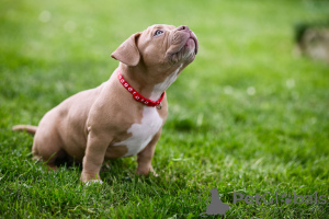 Photo №3. Chiots American Bully à vendre. Bosnie et Herzégovine