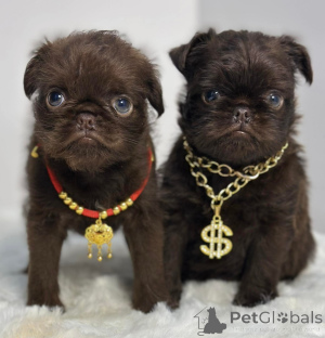 Photo №3. Griffon Brussel. Serbie