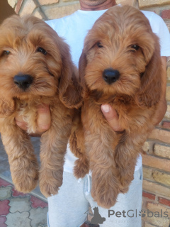 Photo №3. Chiots cockapoos. Serbie