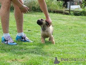 Photos supplémentaires: Chiots Boerboel (Mâtin sud-africain)