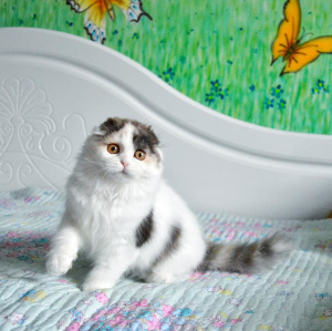 Photo №1. scottish fold - à vendre en ville de Khmelnitsky | 206€ | Annonce № 2391