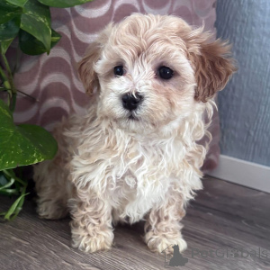 Photo №3. Ce chiot teckel pratique. Belgique