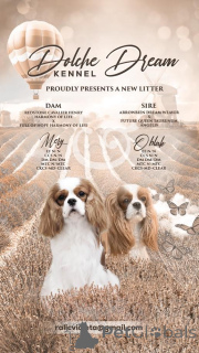 Photo №1. cavalier king charles spaniel - à vendre en ville de Inđija | négocié | Annonce №164753