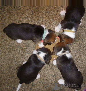 Photo №3. Chiots Beagle mignons avec pedigree disponibles maintenant. Allemagne