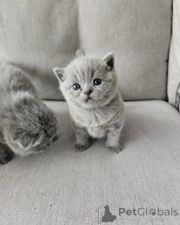 Photo №2 de l'annonce № 165159 de la vente british shorthair - acheter à Allemagne annonce privée, de l'abri