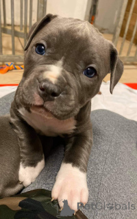 Photo №2 de l'annonce № 159920 de la vente american pit bull terrier - acheter à Allemagne 