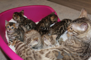 Photos supplémentaires: Chatons Bengal Cats vaccinés disponibles pour les maisons de retraite