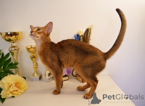 Photos supplémentaires: Club chatons abyssins